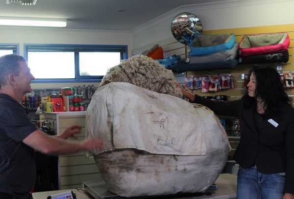 chris-the-sheep-4