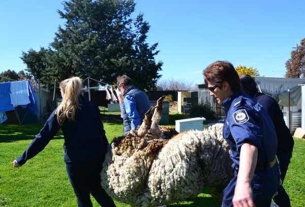 chris-the-sheep-5