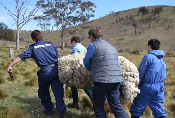 chris-the-sheep-6