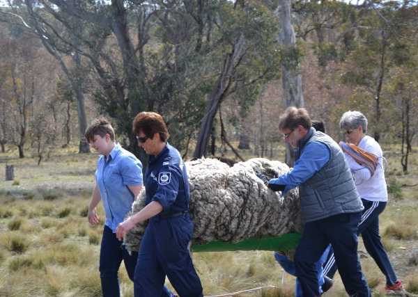 chris-the-sheep-7