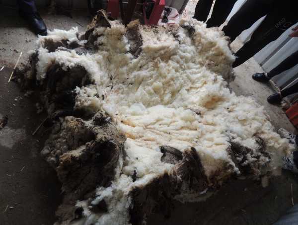 chris-the-sheep-8