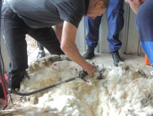 chris-the-sheep-9