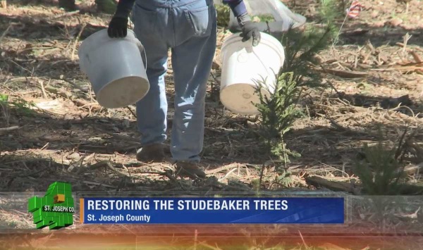 studebaker-tree-sign-8a
