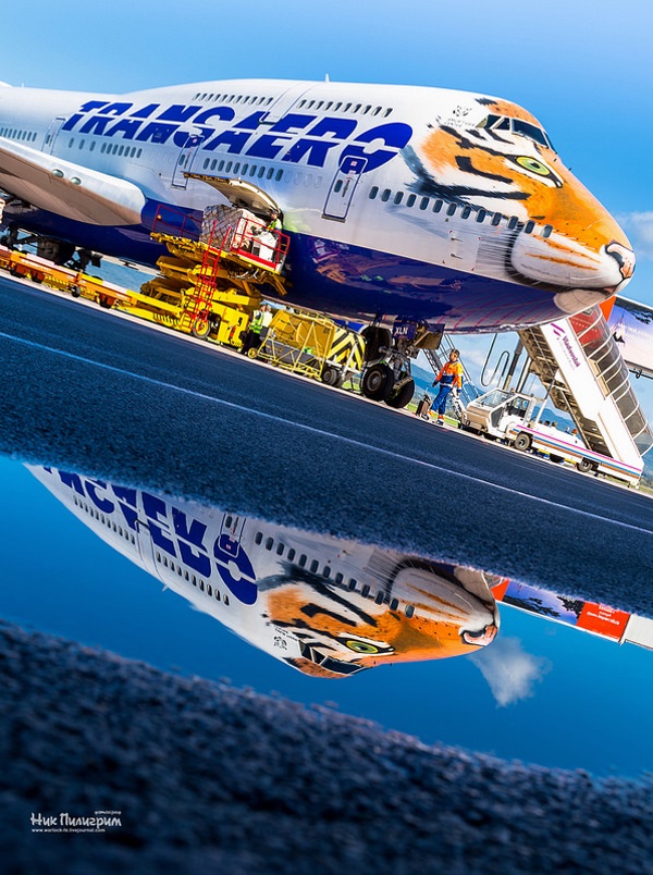 Tiger Face Jet Supports Endangered Big Cats