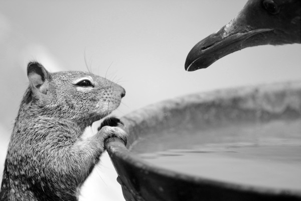 wildlife-10