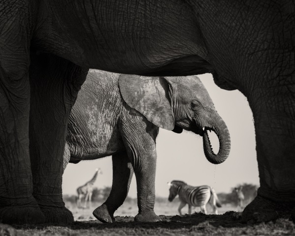 wildlife-3