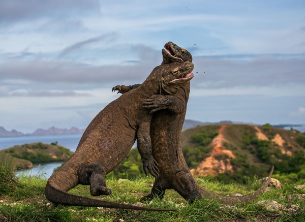 wildlife-7