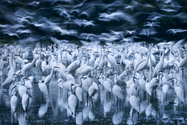 wildlife-8