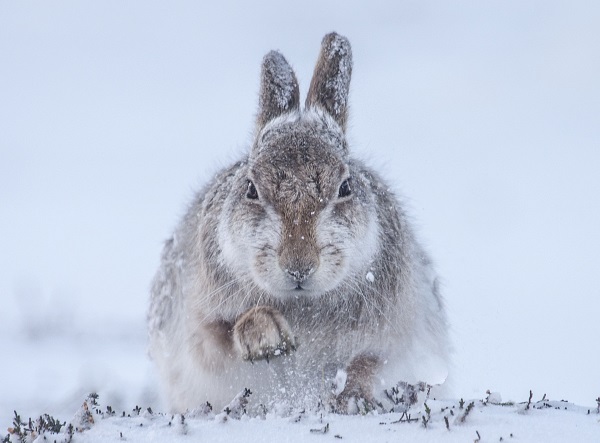 wildlife-9