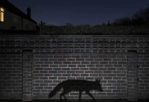 2015-wildlife-winners-1