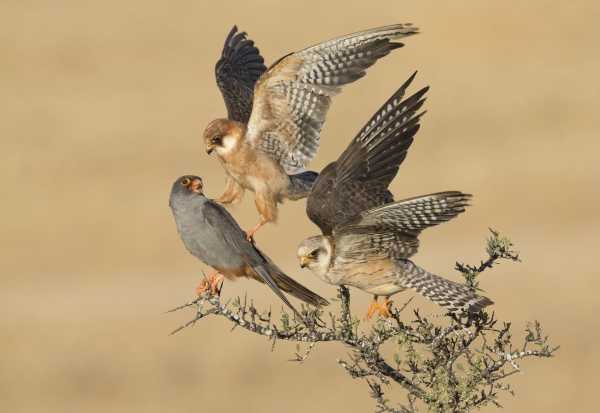 2015-wildlife-winners-10