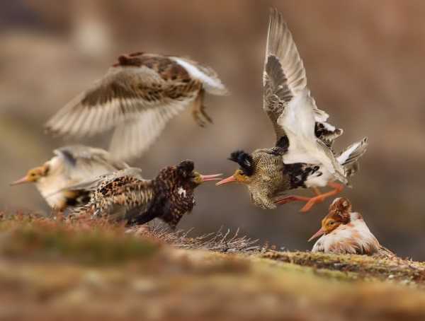2015-wildlife-winners-3