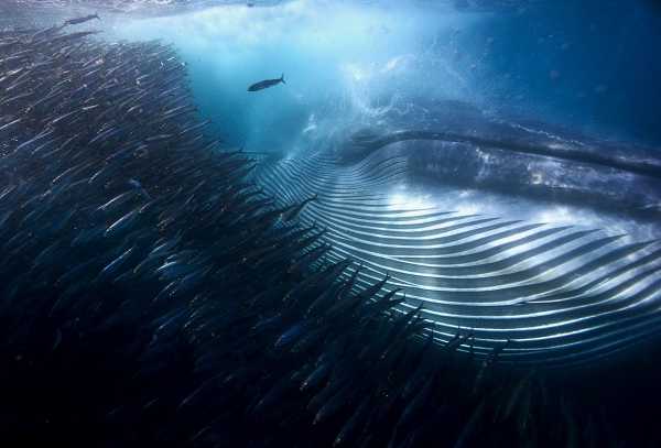 2015-wildlife-winners-4