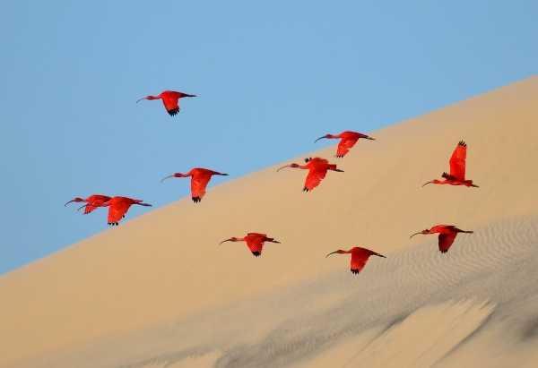 2015-wildlife-winners-6