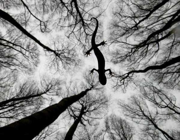 2015-wildlife-winners-7