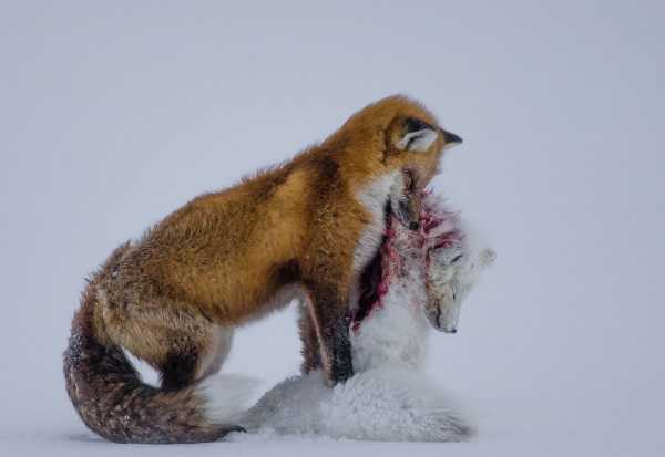 2015-wildlife-winners-8