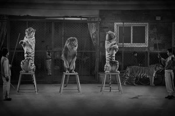 2015-wildlife-winners-9