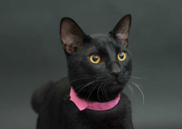 black-cat-project-2a