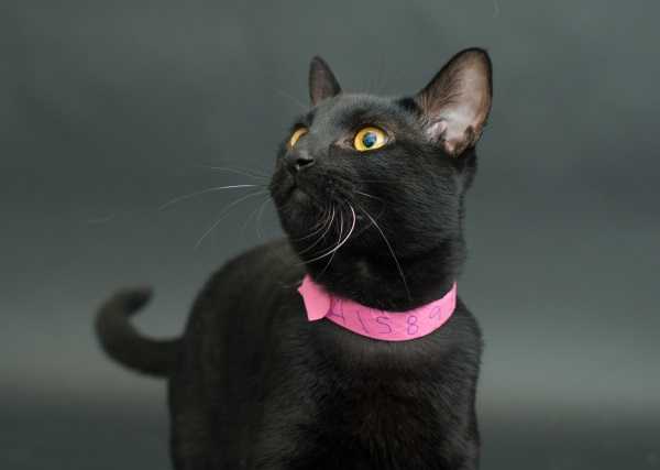 black-cat-project-2b
