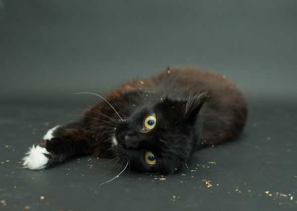 black-cat-project-3a
