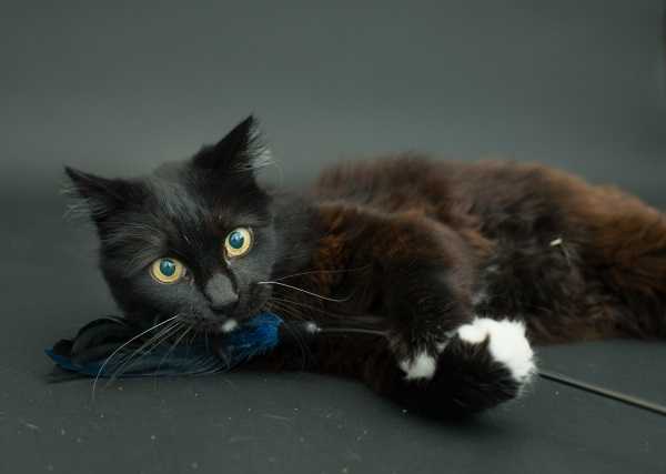 black-cat-project-3b