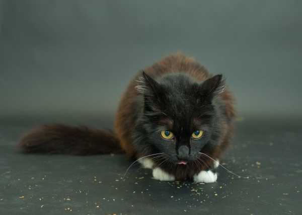 black-cat-project-3c