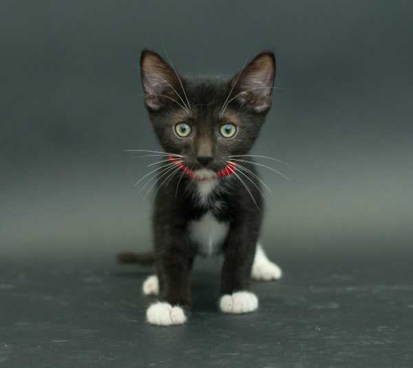 black-cat-project-4a