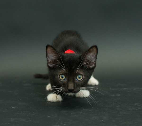 black-cat-project-4b