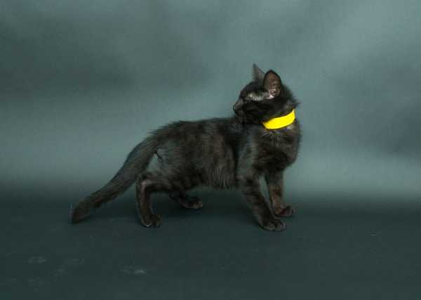 black-cat-project-5a