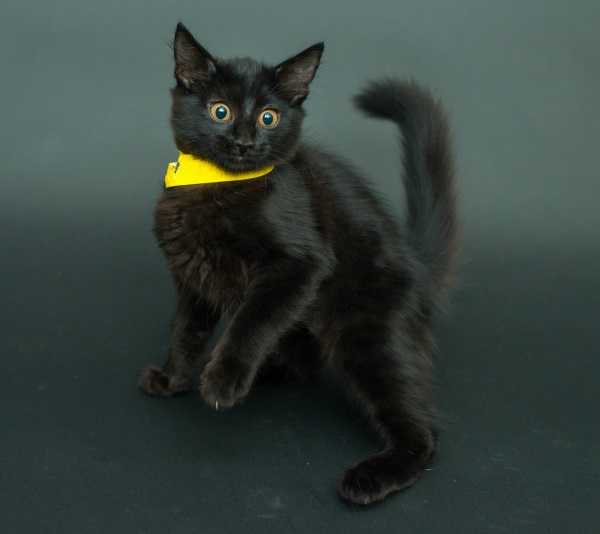 black-cat-project-5b