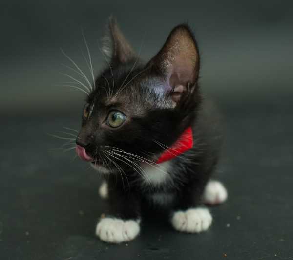 black-cat-project-6a