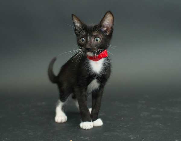 black-cat-project-6b