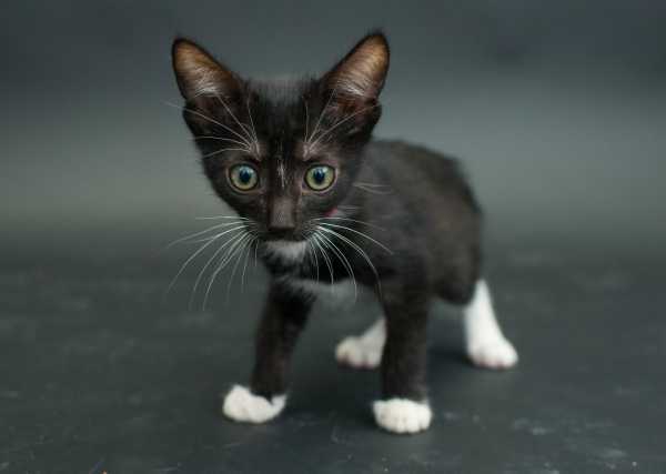 black-cat-project-6c