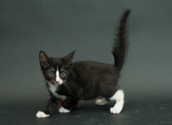black-cat-project-7a