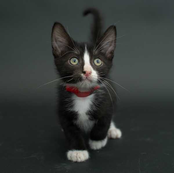 black-cat-project-7b