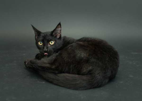 black-cat-project-8a