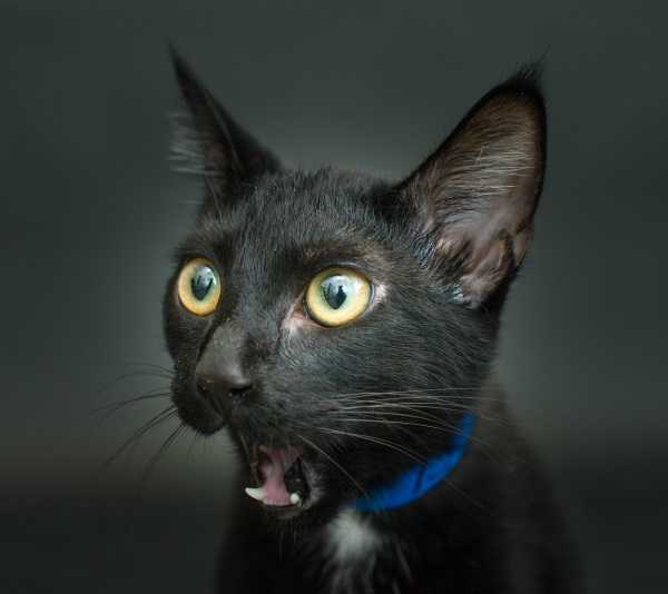 black-cat-project-8b