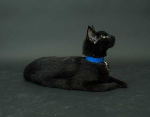 black-cat-project-8c
