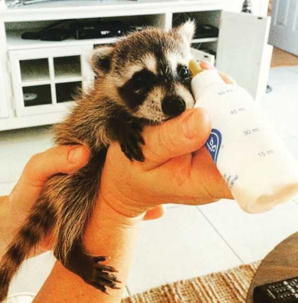 raccoon-1