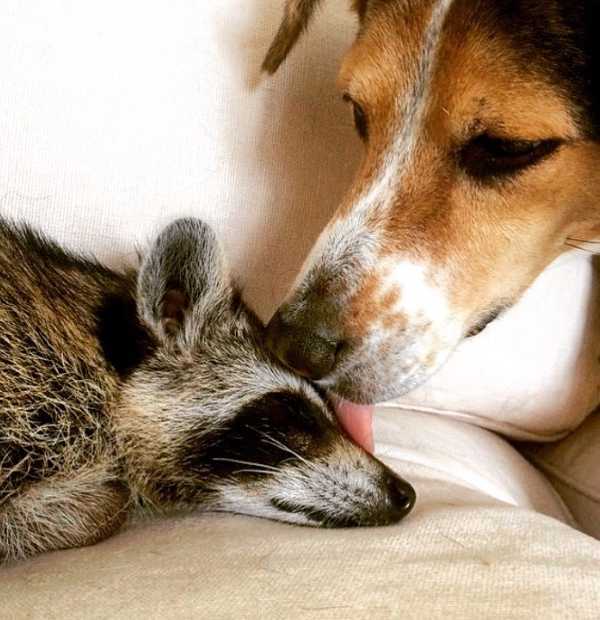 raccoon-10