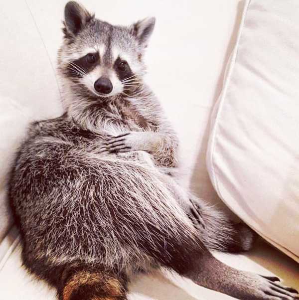 raccoon-13