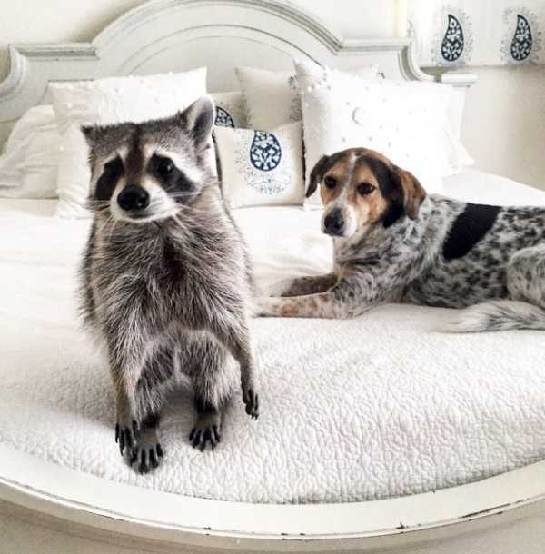 raccoon-15
