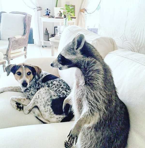 raccoon-2
