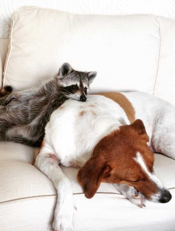raccoon-3