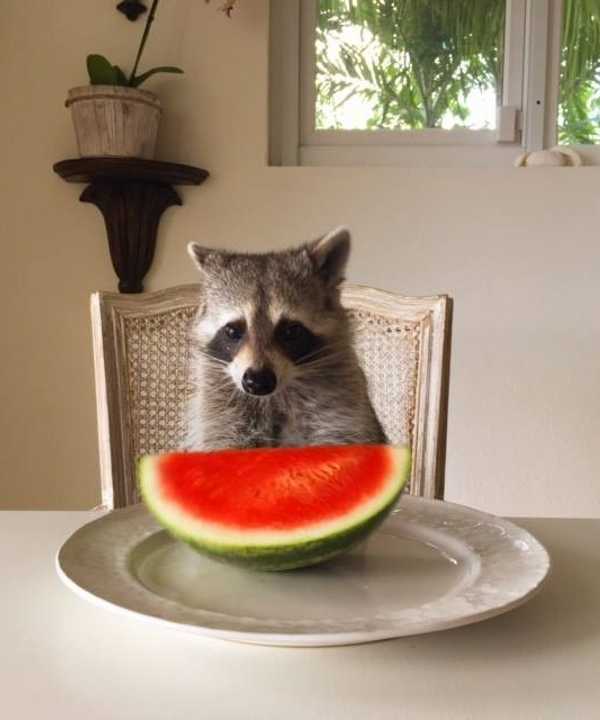 raccoon-4