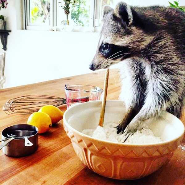 raccoon-5