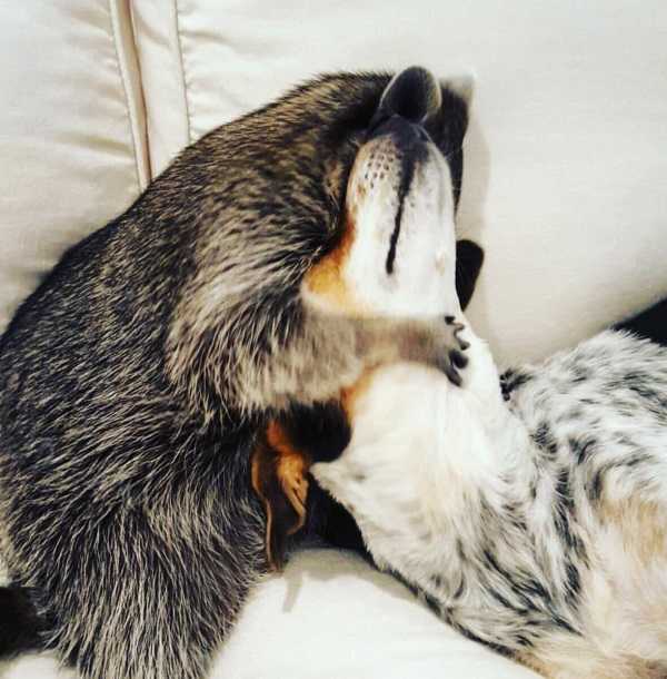 raccoon-6