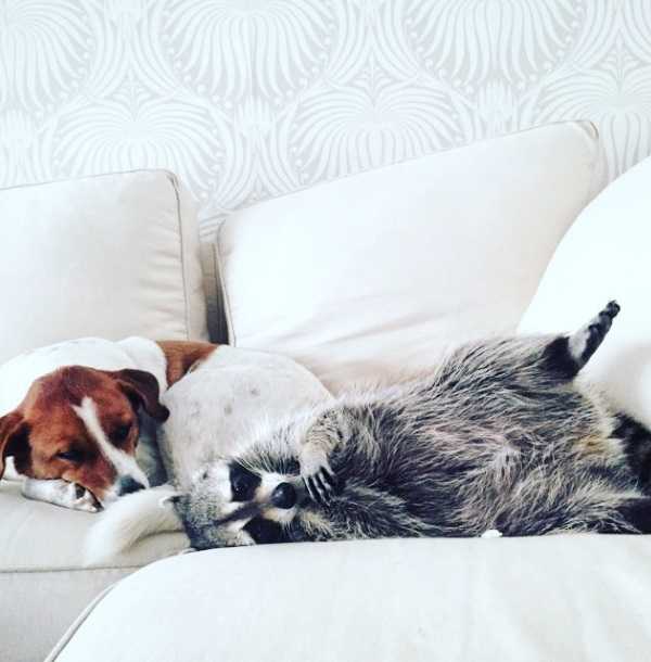 raccoon-7