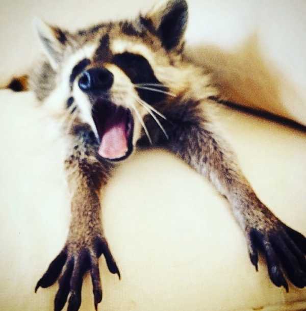 raccoon-8