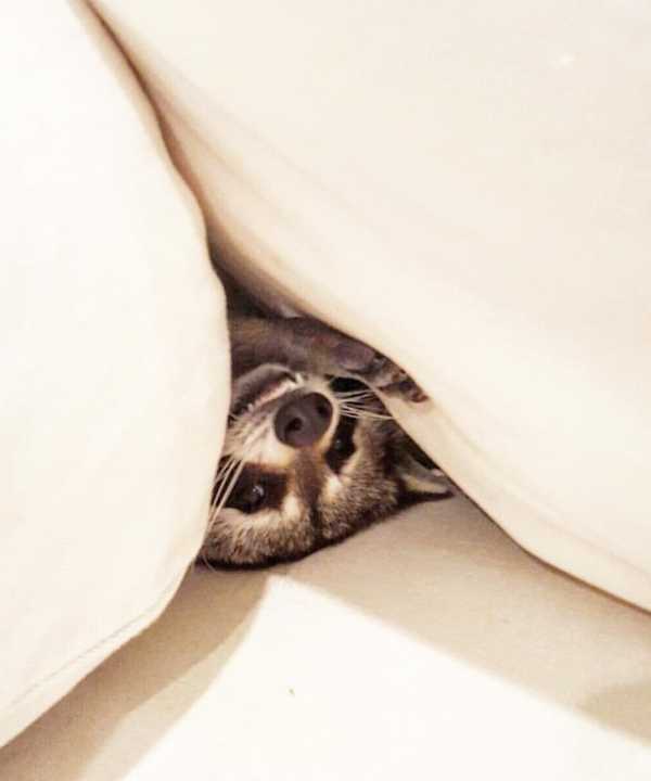 raccoon-9